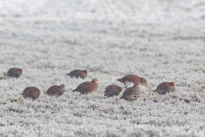 BUITEN BEELD Foto: 341488