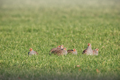 BUITEN BEELD Foto: 341489