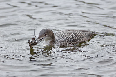 BUITEN BEELD Foto: 341492