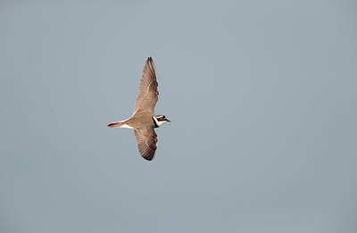 BUITEN BEELD Foto: 341547