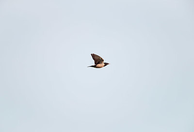 BUITEN BEELD Foto: 341584