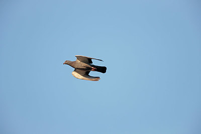 BUITEN BEELD Foto: 341609