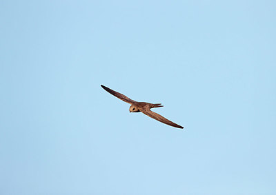 BUITEN BEELD Foto: 341632