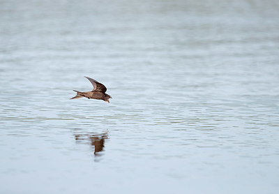 BUITEN BEELD Foto: 341654