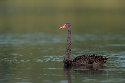 BUITEN BEELD Foto: 341662