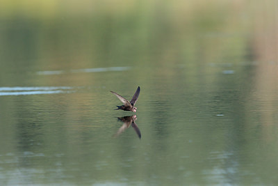 BUITEN BEELD Foto: 341668