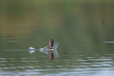 BUITEN BEELD Foto: 341670