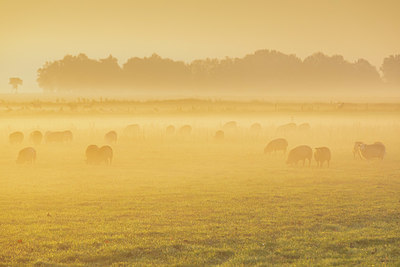 BUITEN BEELD Foto: 341683