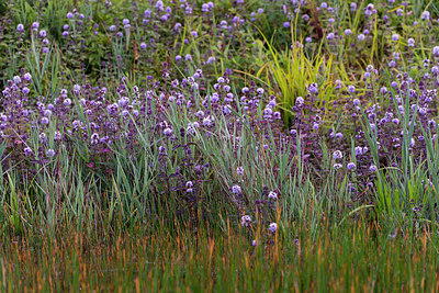 BUITEN BEELD Foto: 341751