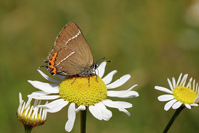 BUITEN BEELD Foto: 341759