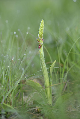 BUITEN BEELD Foto: 341768