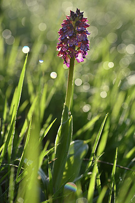 BUITEN BEELD Foto: 341778