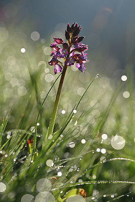 BUITEN BEELD Foto: 341791