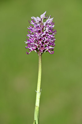 BUITEN BEELD Foto: 341806