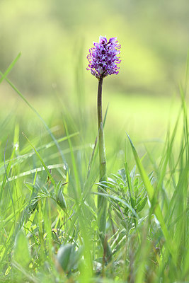 BUITEN BEELD Foto: 341807