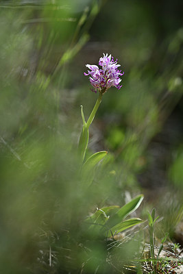 BUITEN BEELD Foto: 341808