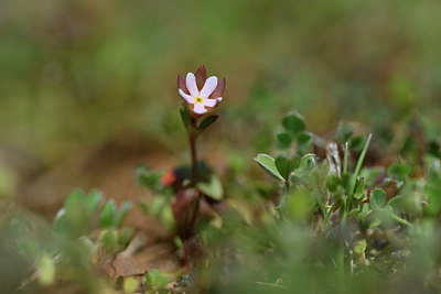 BUITEN BEELD Foto: 341824
