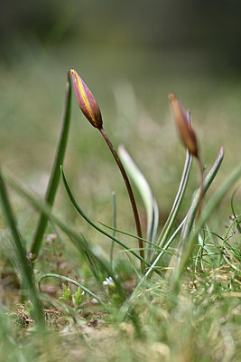 BUITEN BEELD Foto: 341828