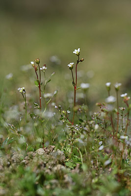BUITEN BEELD Foto: 341833