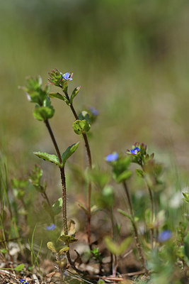 BUITEN BEELD Foto: 341842