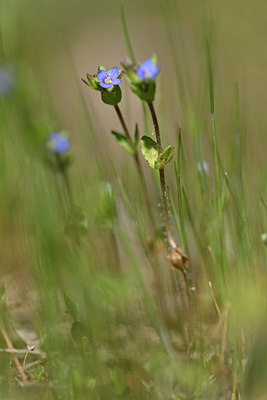 BUITEN BEELD Foto: 341843