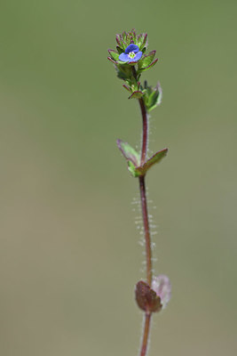BUITEN BEELD Foto: 341844
