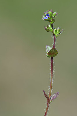 BUITEN BEELD Foto: 341845