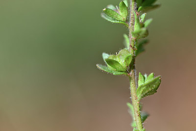 BUITEN BEELD Foto: 341848
