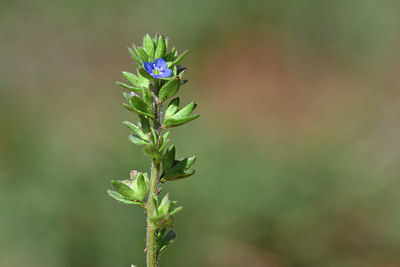 BUITEN BEELD Foto: 341849