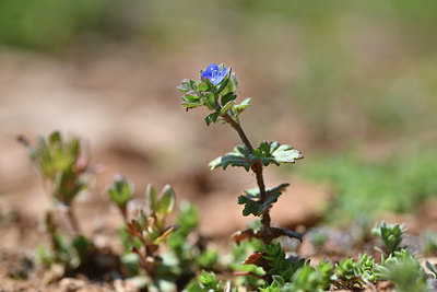 BUITEN BEELD Foto: 341867