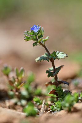 BUITEN BEELD Foto: 341869