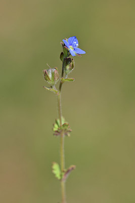 BUITEN BEELD Foto: 341872