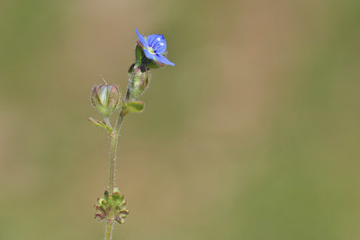 BUITEN BEELD Foto: 341876