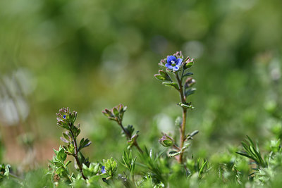 BUITEN BEELD Foto: 341881