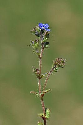 BUITEN BEELD Foto: 341885