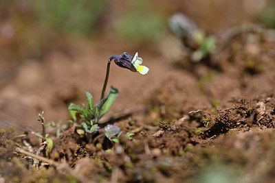 BUITEN BEELD Foto: 341886