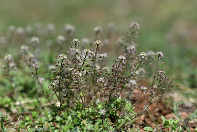 BUITEN BEELD Foto: 341887