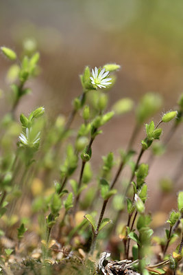 BUITEN BEELD Foto: 341889