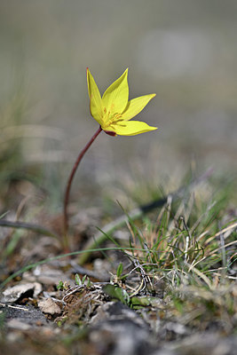 BUITEN BEELD Foto: 341909
