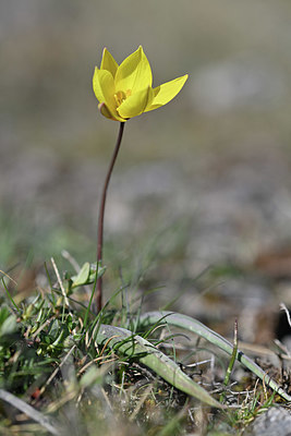 BUITEN BEELD Foto: 341911