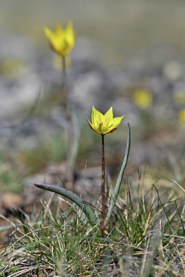 BUITEN BEELD Foto: 341914