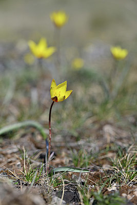 BUITEN BEELD Foto: 341915