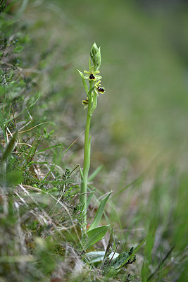 BUITEN BEELD Foto: 341922