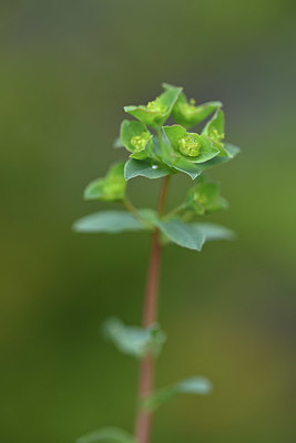 BUITEN BEELD Foto: 341940