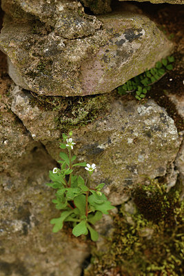 BUITEN BEELD Foto: 342008