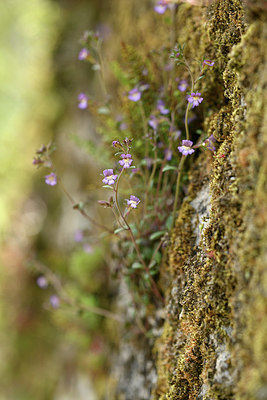 BUITEN BEELD Foto: 342010