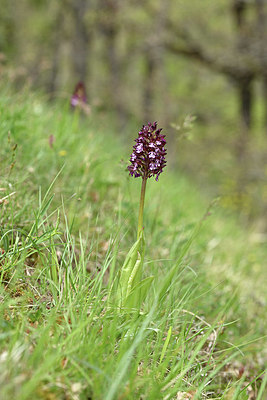 BUITEN BEELD Foto: 342011