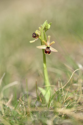 BUITEN BEELD Foto: 342039