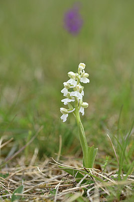 BUITEN BEELD Foto: 342068