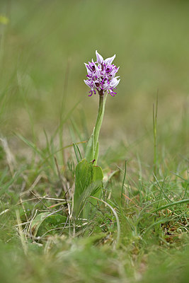 BUITEN BEELD Foto: 342077